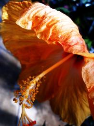 orange flower